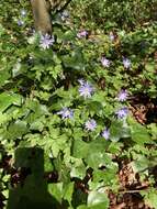 Image of blue anemone