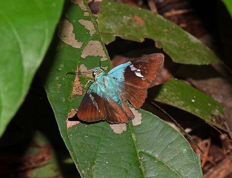 Chrysoplectrum pervivax Hübner 1819 resmi