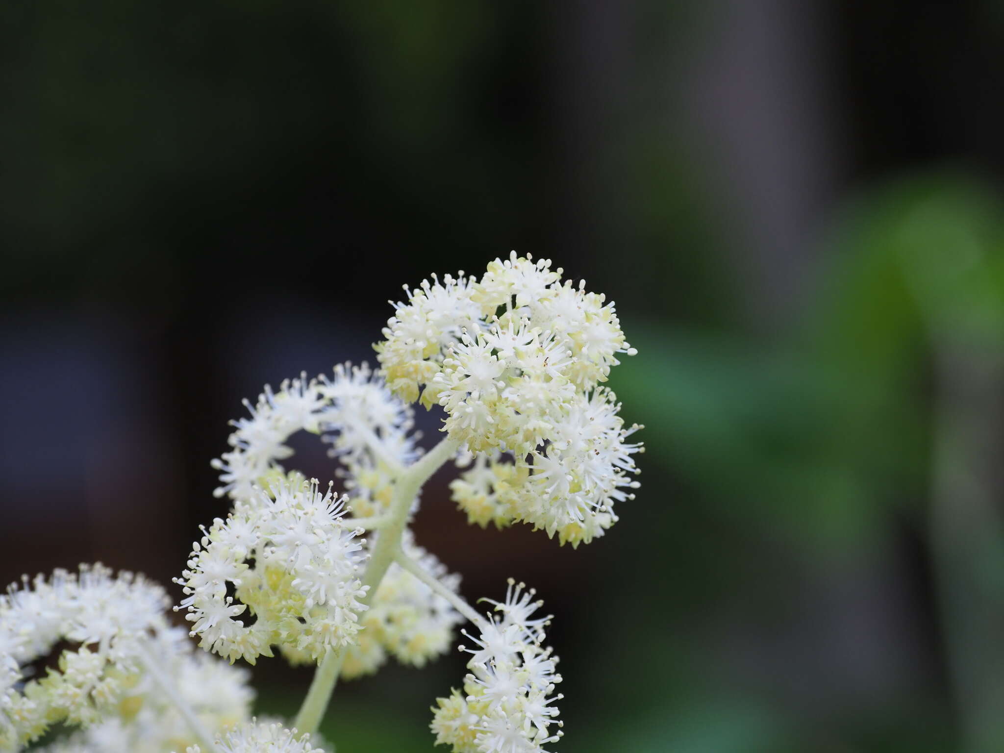 صورة Rodgersia podophylla A. Gray