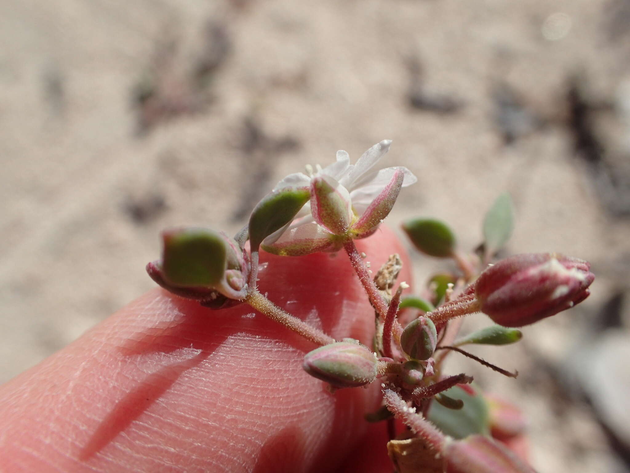 Image of Drymaria holosteoides Benth.