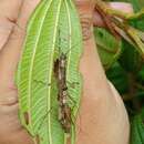 Imagem de Coloratobistus discolor (Redtenbacher 1906)