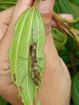 Image of Coloratobistus