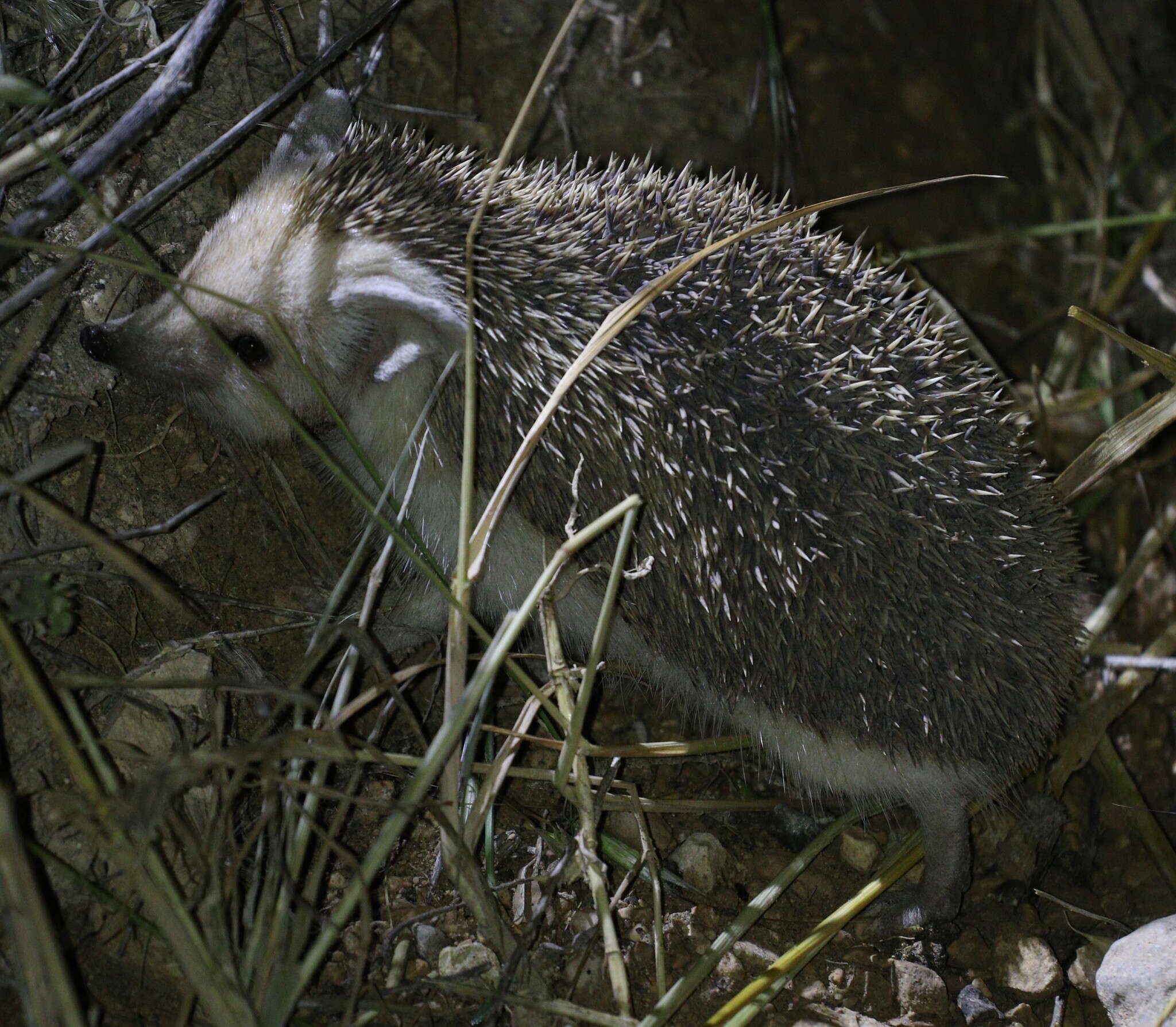 Image of Steppe Hedgehogs