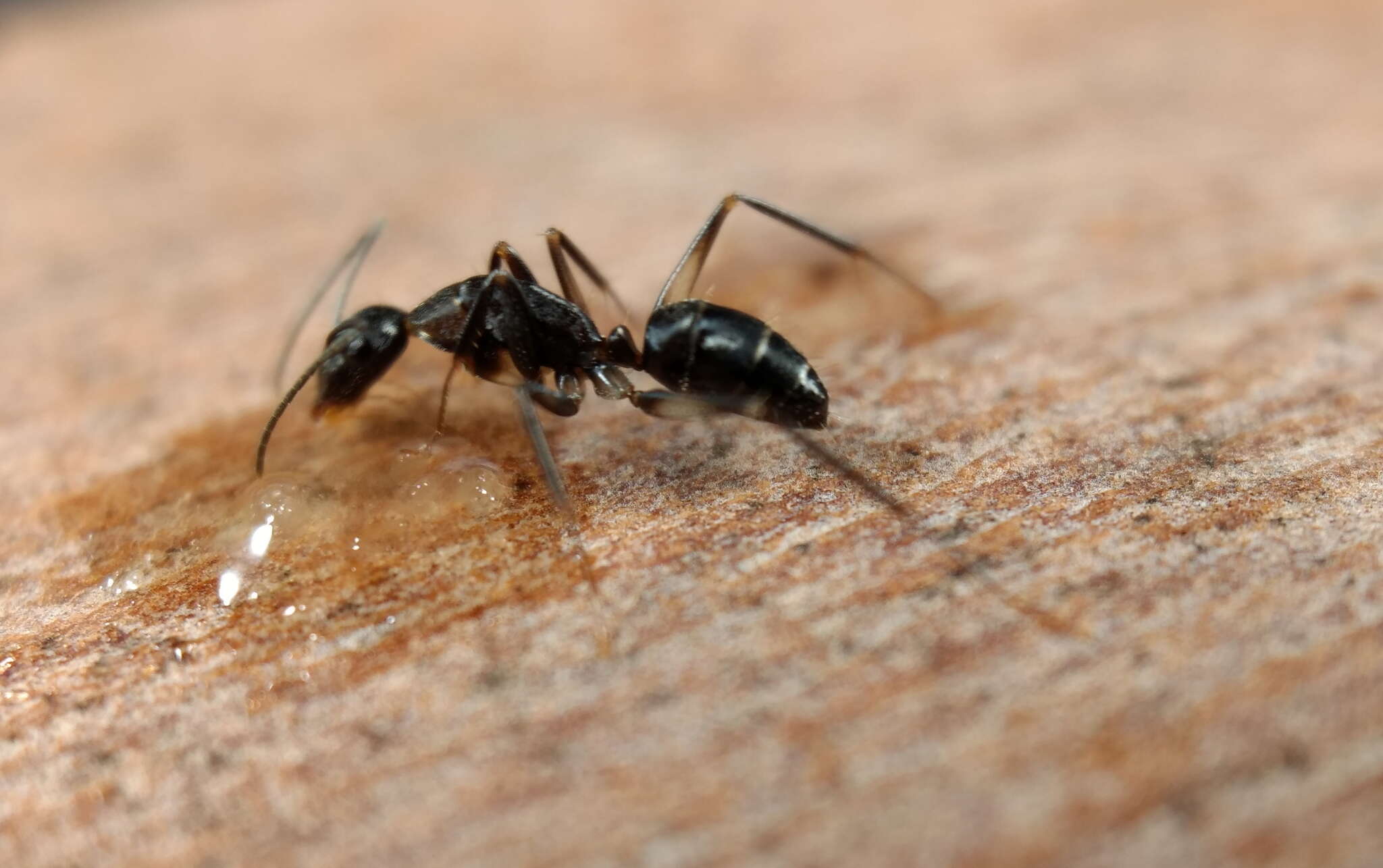 Image of Camponotus lividicoxis Viehmeyer 1925