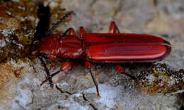 Image of Red Flat Bark Beetle