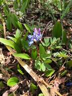 Image of Corydalis ambigua Cham. & Schltdl.