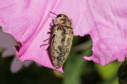 Sivun Acmaeodera pilosellae (Bonelli 1812) kuva