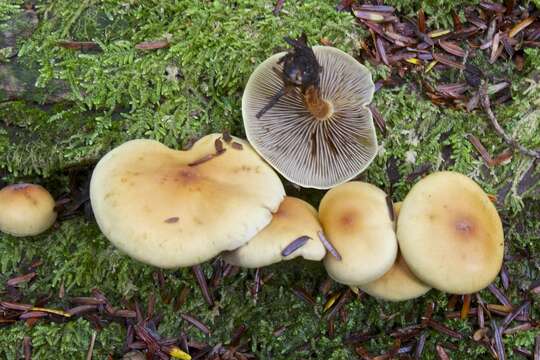 Image of Hypholoma fasciculare (Huds.) P. Kumm. 1871