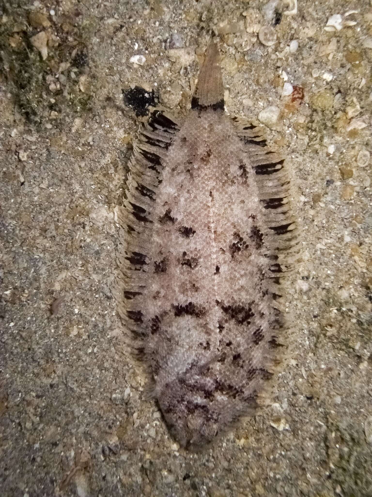 Monochirus hispidus Rafinesque 1814的圖片