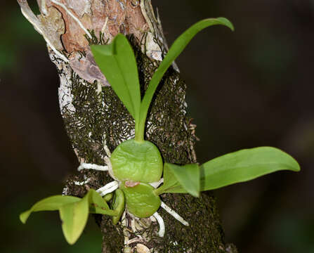 Image of dollar orchid