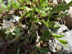 Image of Leucanthemopsis