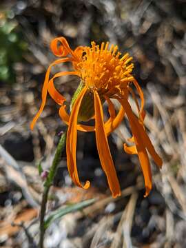 Image of flame ragwort