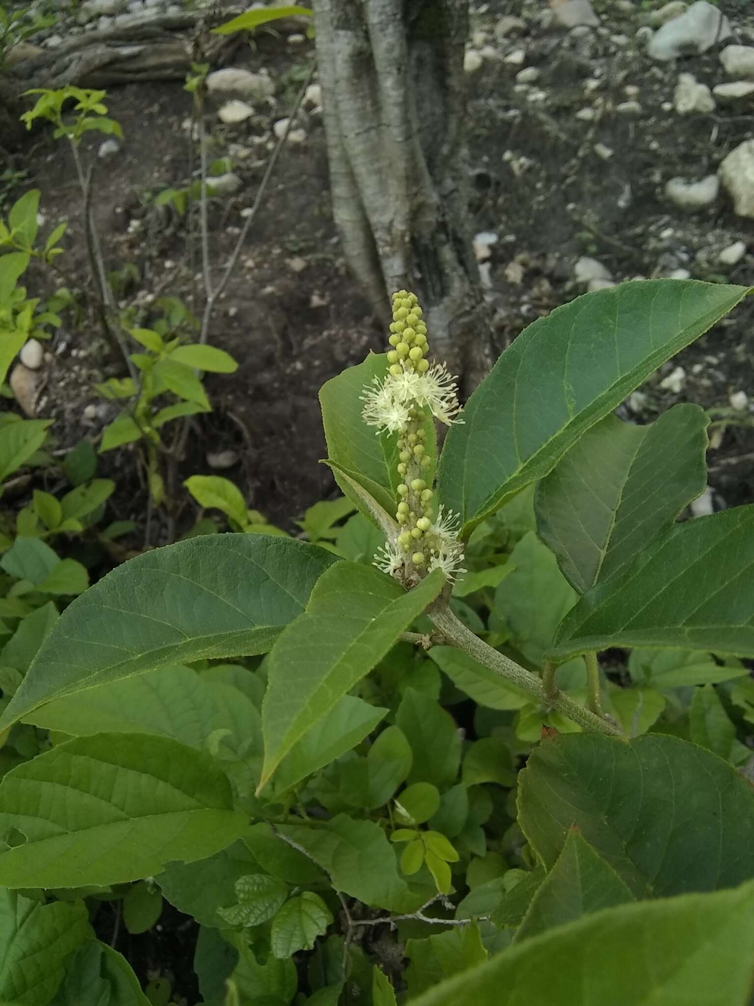 Image of Cortez's croton