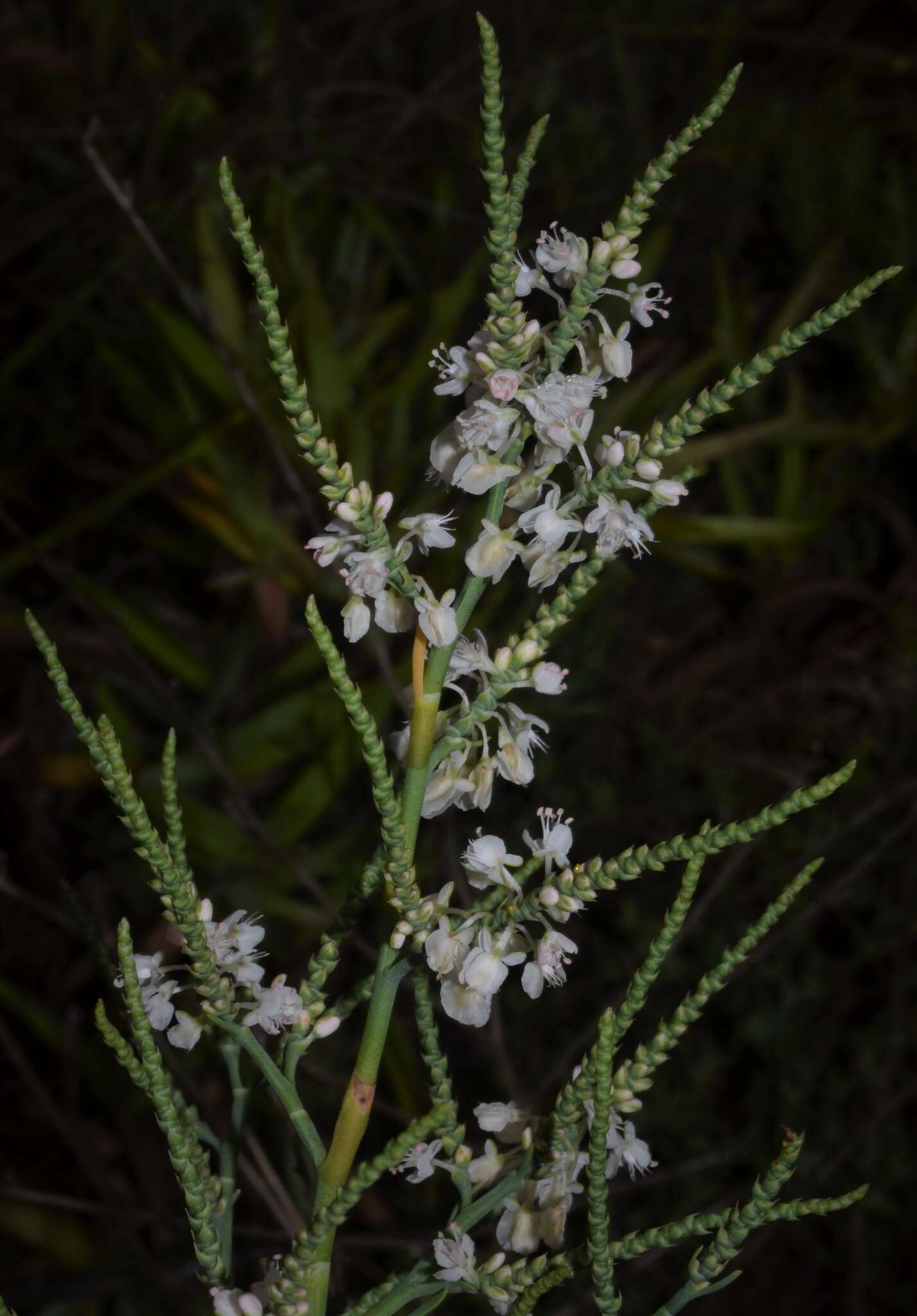 Image of southern jointweed