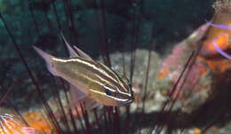 Image of Cardinal fish