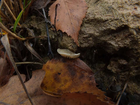 Image of Crepidotus autochthonus J. E. Lange 1938