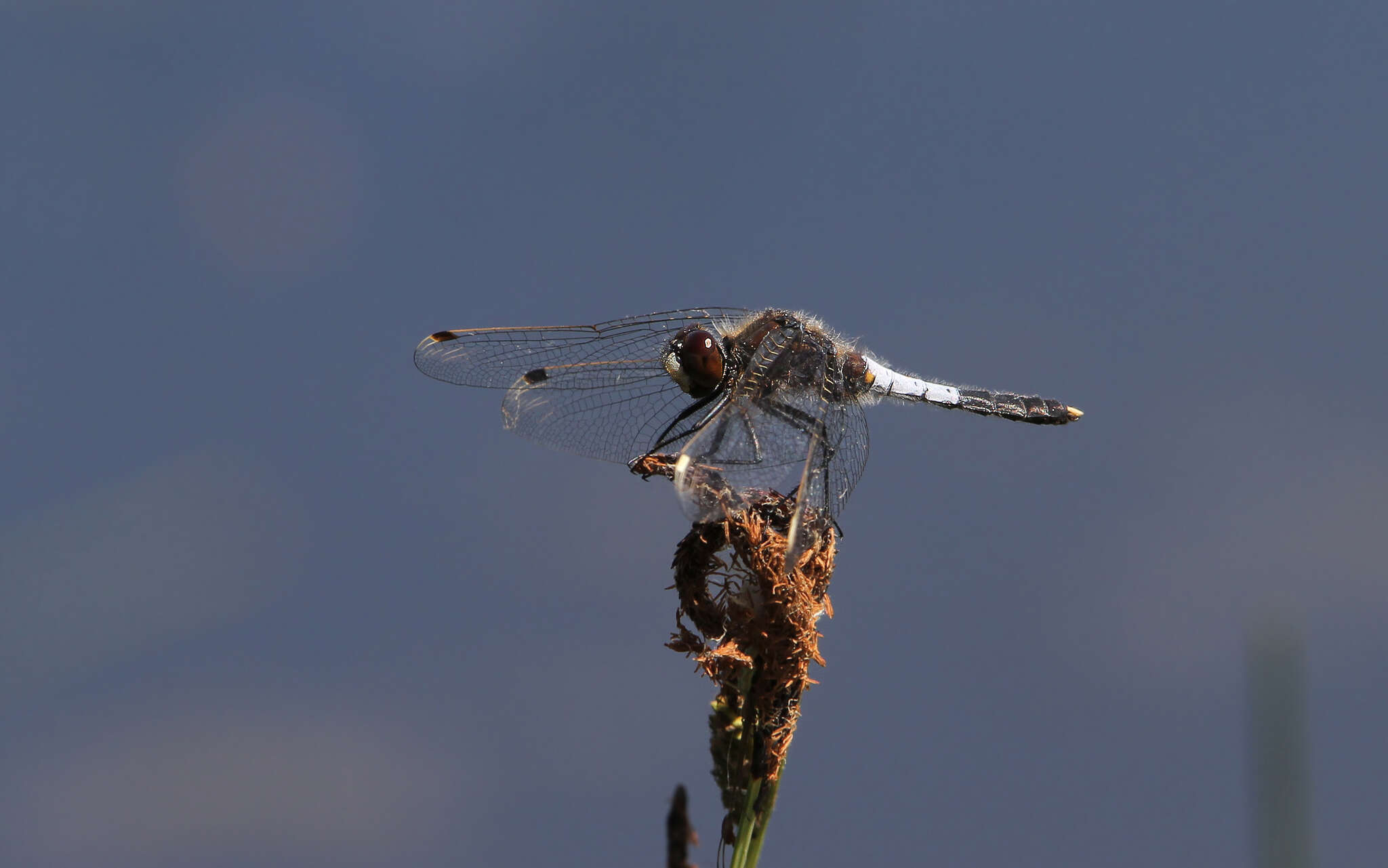 Leucorrhinia caudalis (Charpentier 1840) resmi