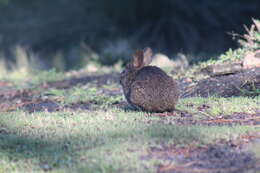 Image de Romerolagus Merriam 1896