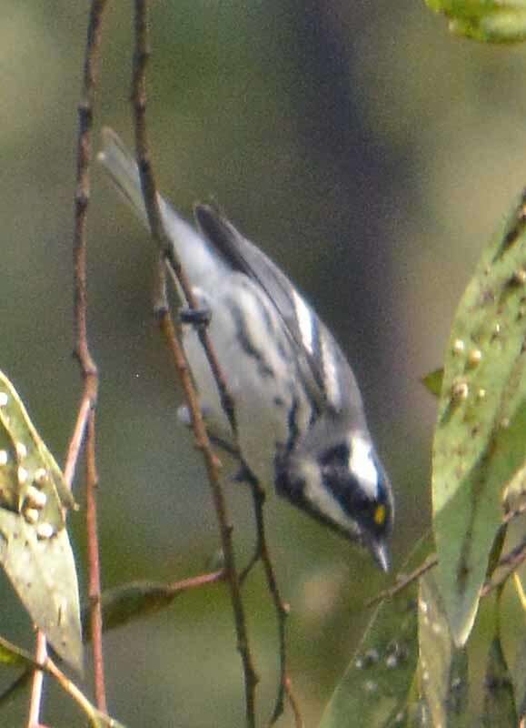 Image of Black-throated Grey Warbler