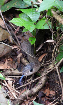 Image of Keeled Rat Snake