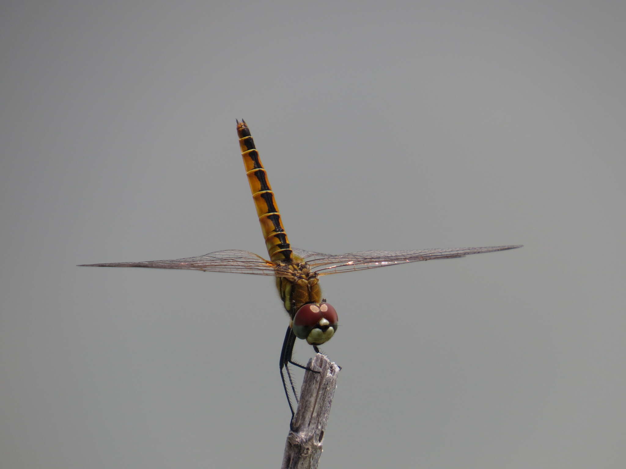 Image of Coastal Glider