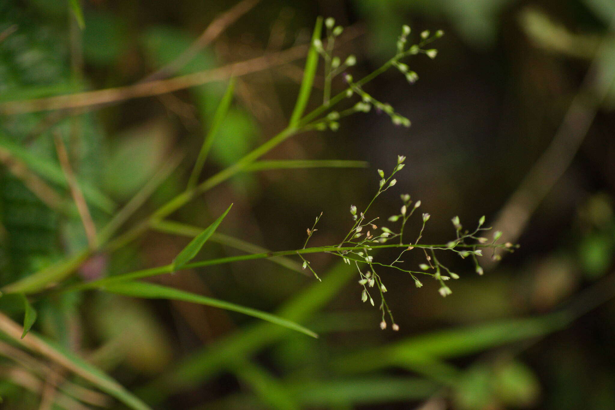 Plancia ëd Isachne pallens Hildebr.