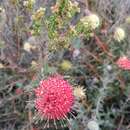 Image of Leucospermum pedunculatum Klotzsch ex Krauss