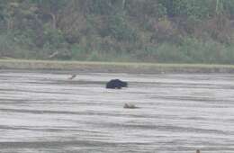 Image of Sloth Bear