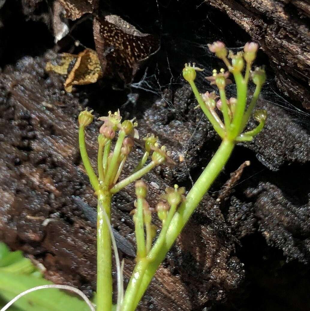 Image of Carolina Grasswort