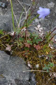 Image of reddish cinquefoil