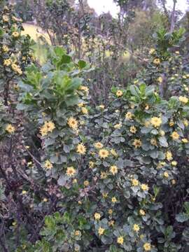 Imagem de Baccharis rhomboidalis Remy