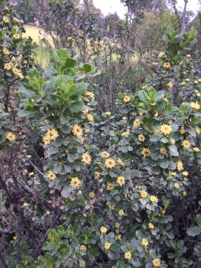 Imagem de Baccharis rhomboidalis Remy