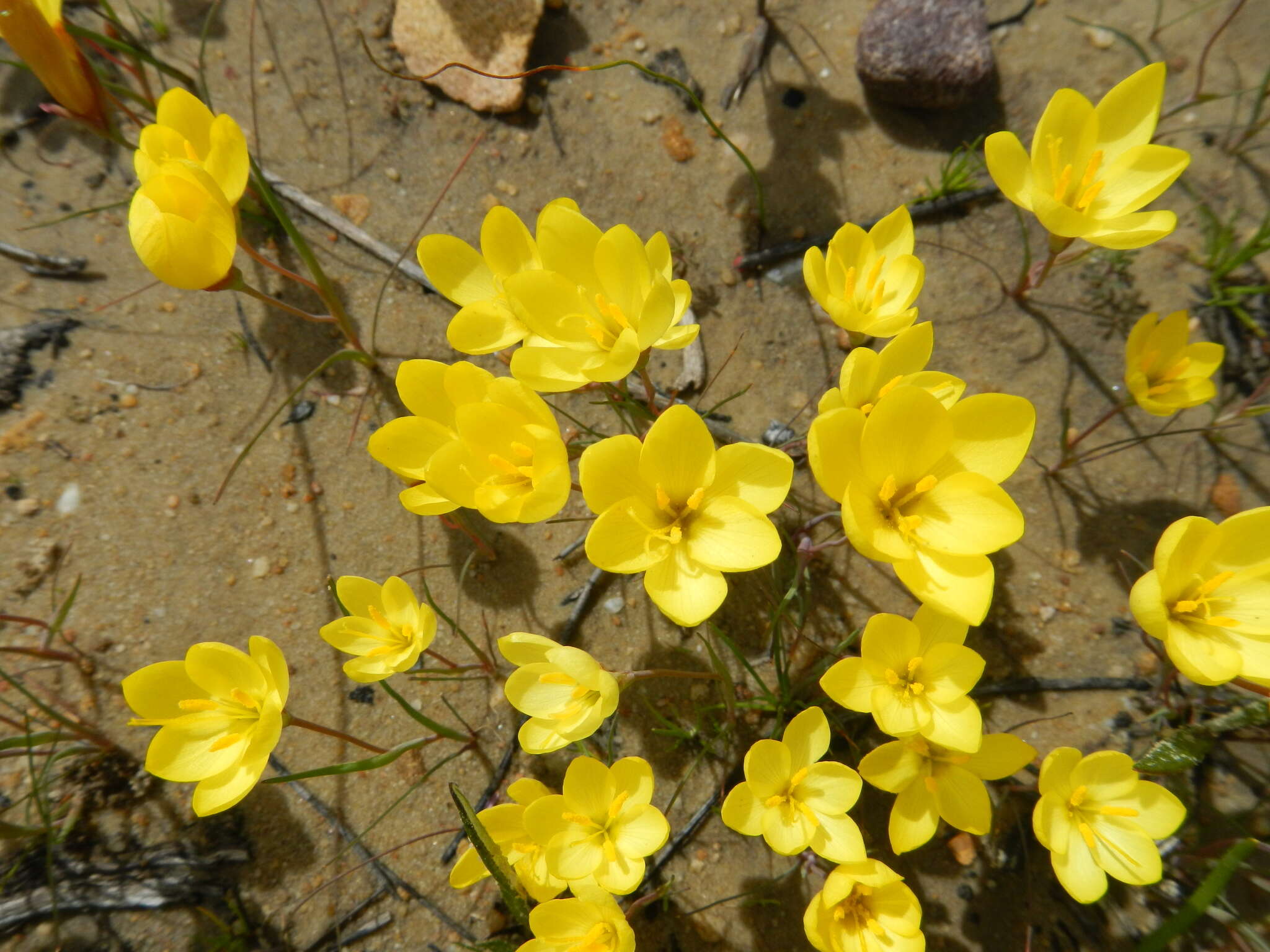 Image of Geissorhiza ornithogaloides Klatt