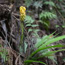 Image of Calanthe ventilabrum Rchb. fil.