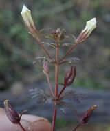 Image of Limnophila ceratophylloides (Hiern) Skan