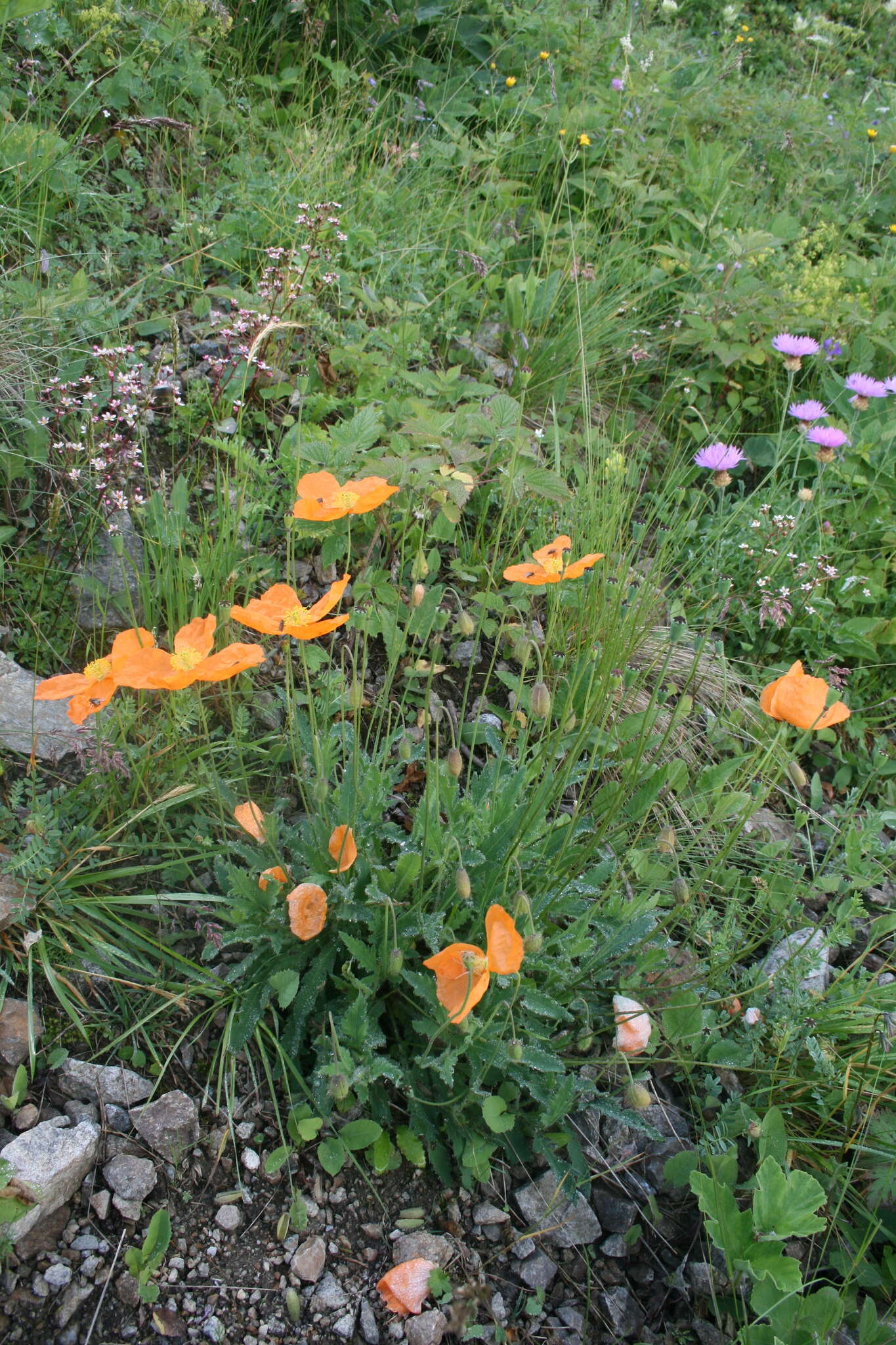 Sivun Papaver lisae N. Busch kuva