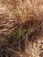 Image of Rock pelargonium