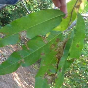 Image de Oxydendrum