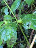 Cyclocodon lancifolius (Roxb.) Kurz resmi