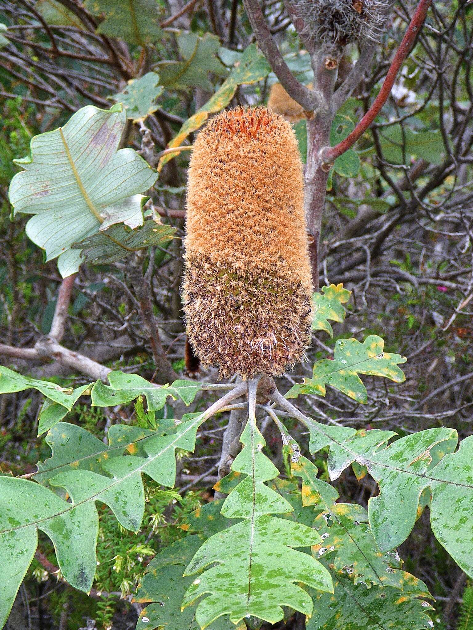 Image of Banksia solandri R. Br.