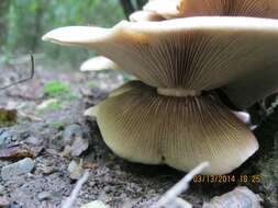 Слика од Cyclocybe parasitica (G. Stev.) Vizzini 2014