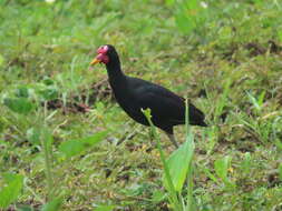 Image of Jacana jacana hypomelaena (Gray & GR 1846)