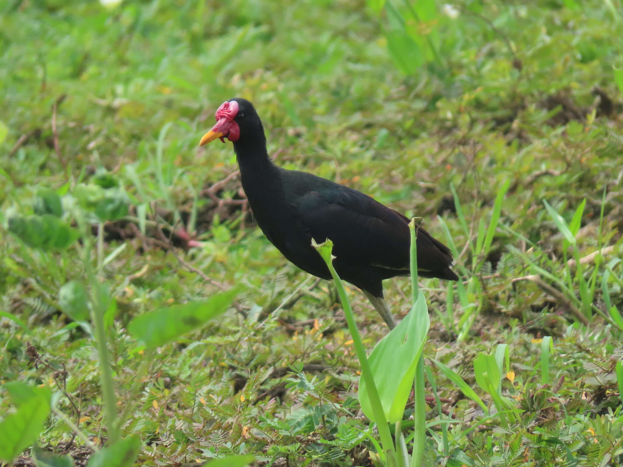 Image of Jacana jacana hypomelaena (Gray & GR 1846)