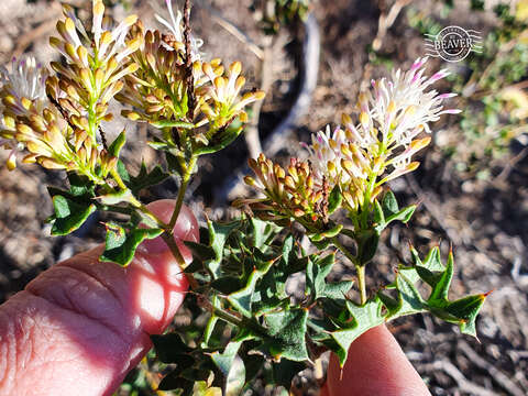 Image of Grevillea tenuiflora (Lindl.) Meissner