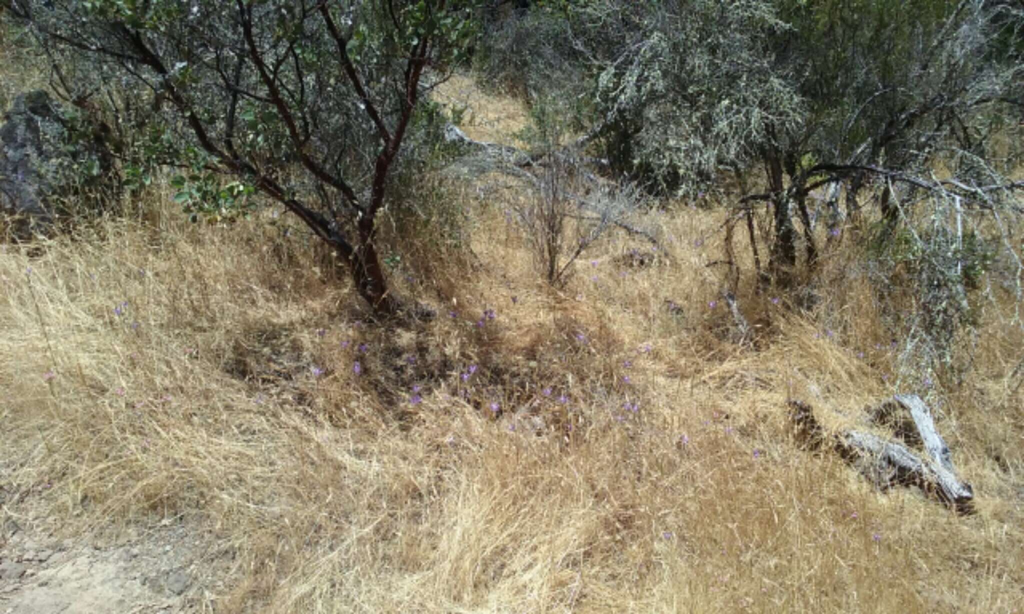 Image of California brodiaea