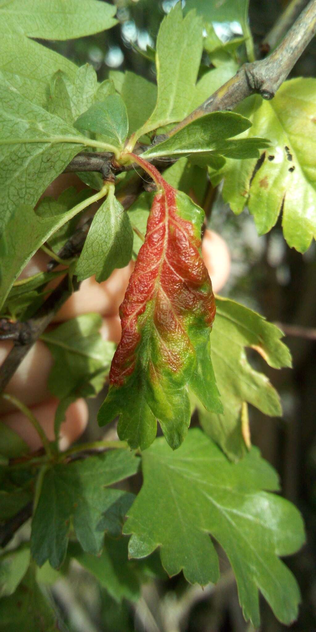 Image of Aphid