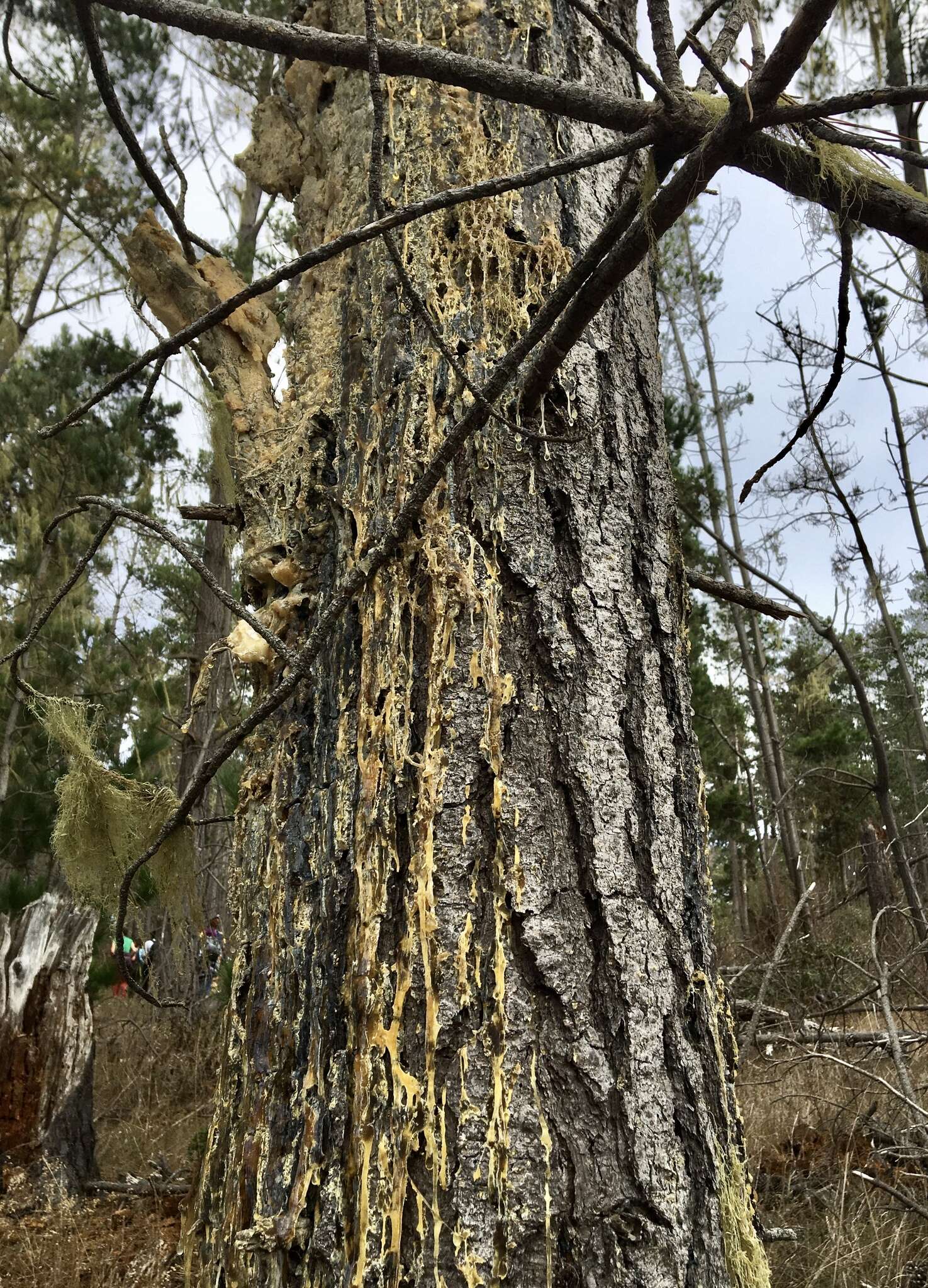 Image of Pitch canker