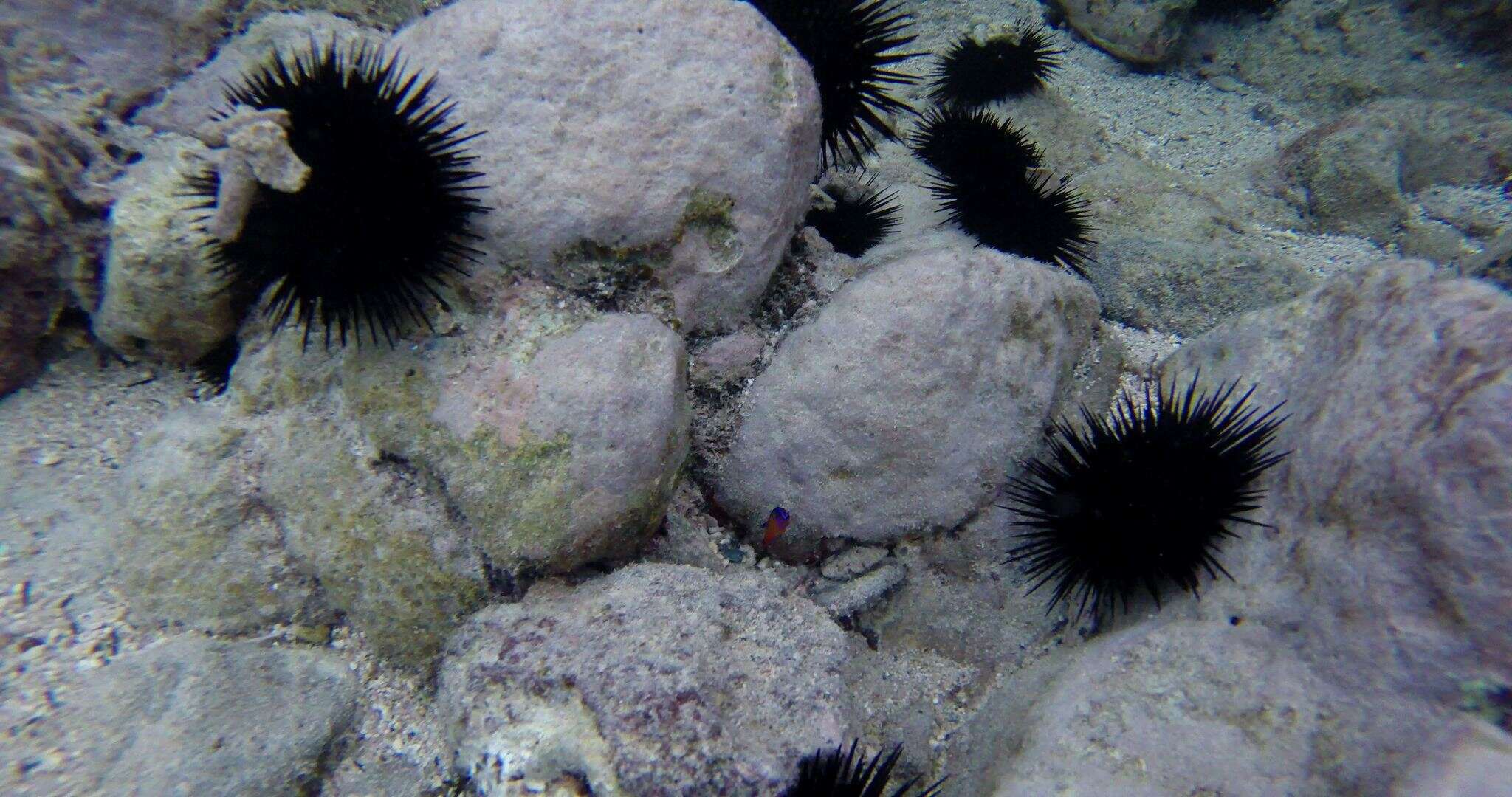 Plancia ëd Pseudochromis aldabraensis Bauchot-Boutin 1958