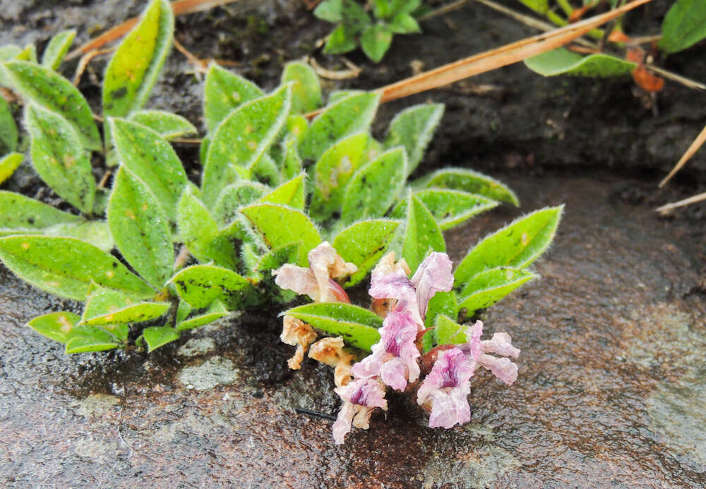 Image of Pearsonia grandifolia subsp. grandifolia