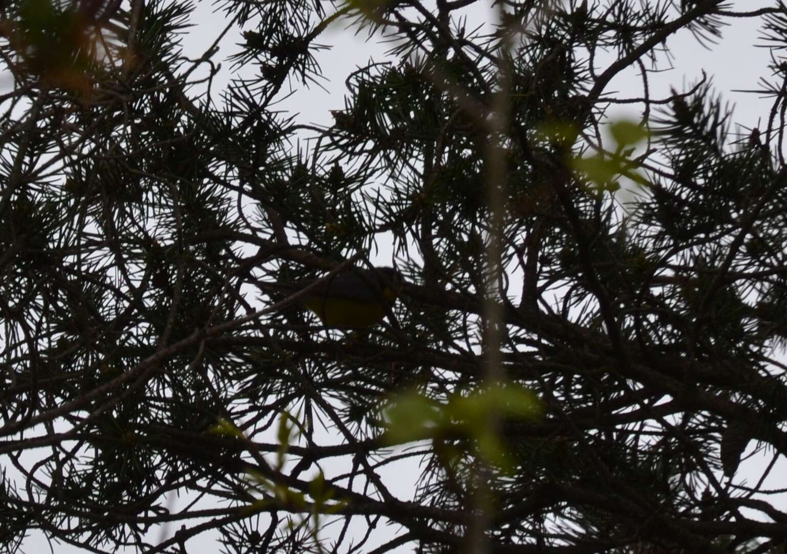 Image of Canada Warbler